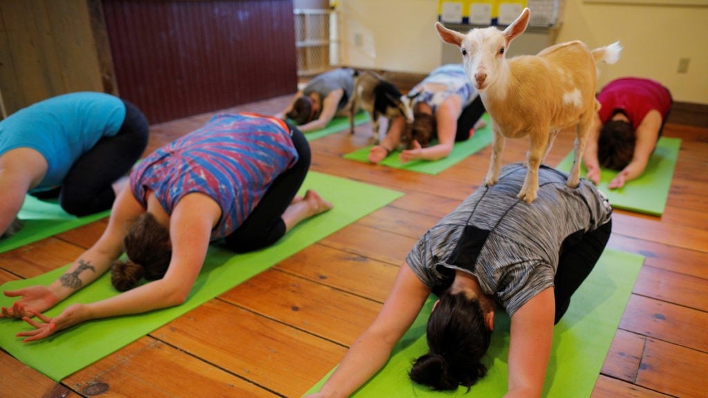 yoga con cabras