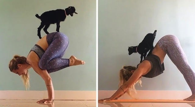 yoga cabras