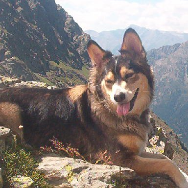 elisa